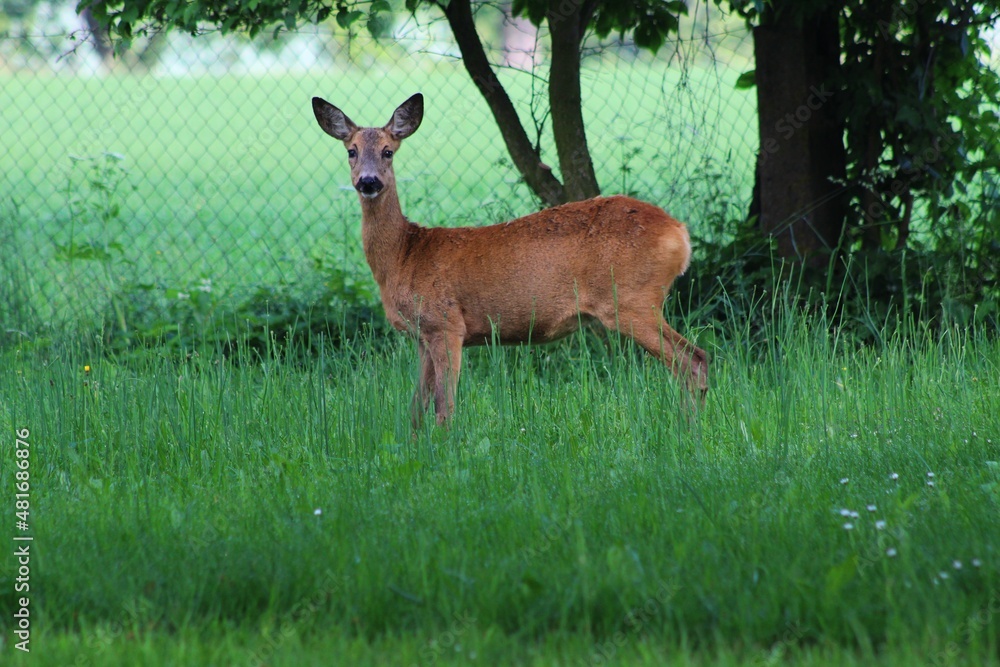 deer in the forest deer in the forest
