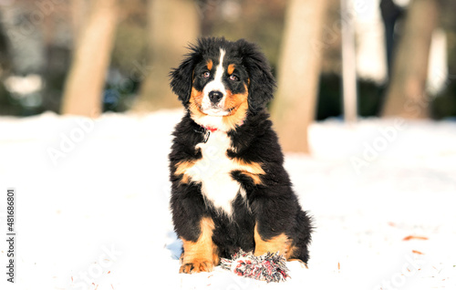 Bernese mountain dog puppy on a winter walk is played with a toy
