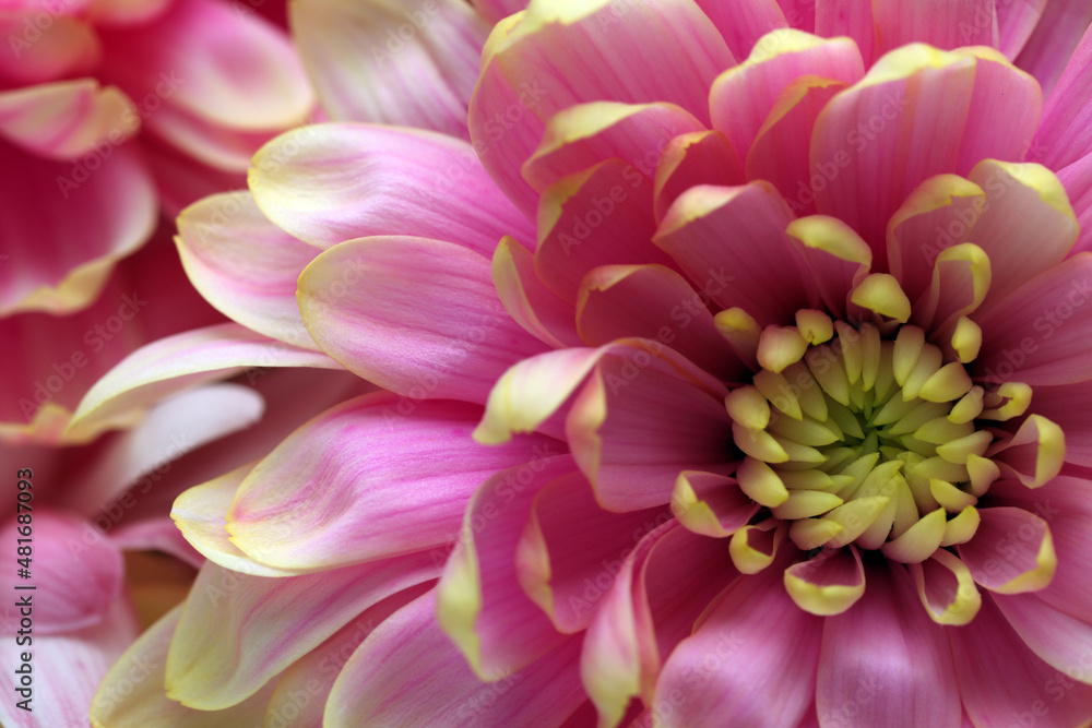 Beautiful blooming chrysanthemum flower as background, closeup
