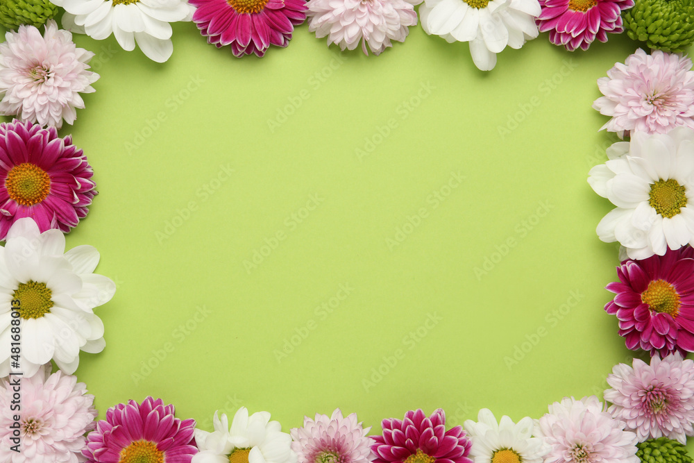 Frame made of beautiful chrysanthemum flowers on green background, flat lay. Space for text Frame made of beautiful chrysanthemum flowers on green background, flat lay. Space for text