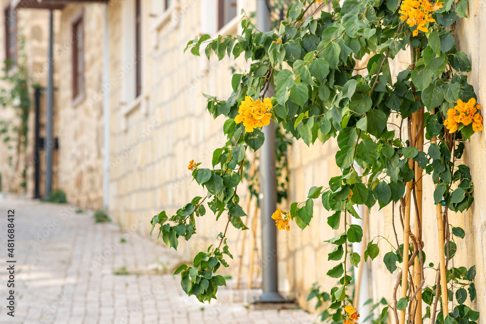 yellow bougainvillea flowers against the wall of a building on a city street