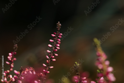 Heather shrub twigs with beautiful flowers on blurred background, closeup