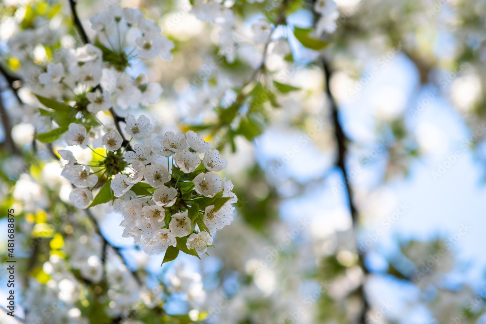 Fruit tree twigs with blooming white and pink petal flowers in spring garden. Fruit tree twigs with blooming white and pink petal flowers in spring garden.
