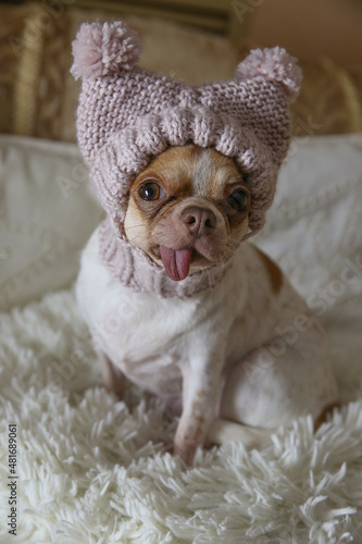 Portrait of a chihuahua in a knitted pink hat. Clothes for dogs.