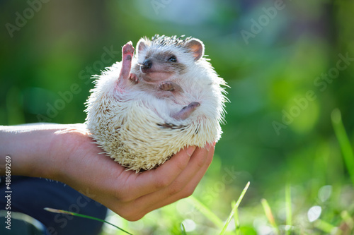 Human hands holding little african hedgehog pet outdoors on summer day. Keeping domestic animals and caring for pets concept.