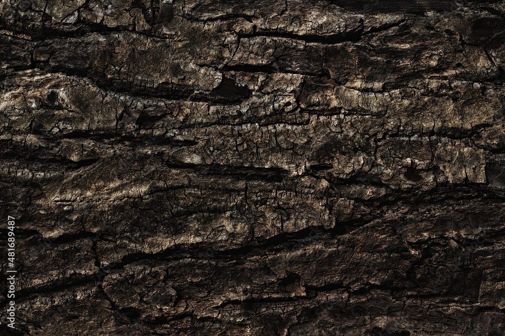 Old cracked tree bark close up as background, web banner, poster Old cracked tree bark close up as background, web banner, poster