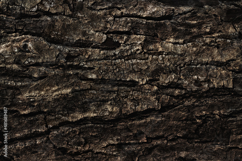 Old cracked tree bark close up as background, web banner, poster