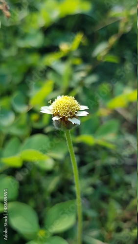 flores blancas