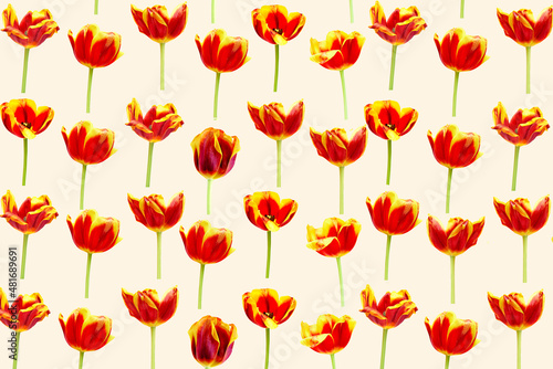 Beautiful spring pattern with Yellow,red tulips.The flowers on a cream background. Postcard. Print for gift © Вячеслав