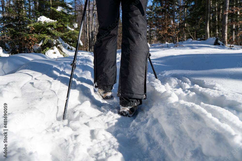 Back view of active woman hiking at mountains background at sunny winter day. Woman hiker with black pants walking up along a steep snowy ridge with the hiking sticks