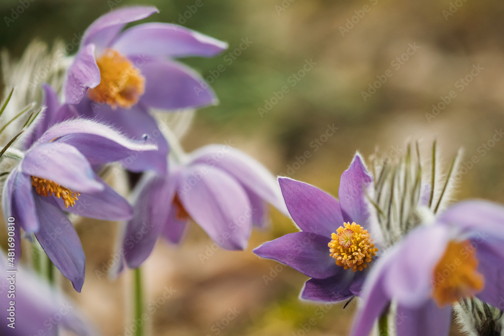 Belarus. Beautiful Wild Spring Flowers Pulsatilla Patens. Flowering Blooming Plant In Family Ranunculaceae, Native To Europe, Russia, Mongolia, China, Canada And United States. Belarus. Beautiful Wild Belarus. Beautiful Wild Spring Flowers Pulsatilla Patens. Flowering Blooming Plant In Family Ranunculaceae, Native To Europe, Russia, Mongolia, China, Canada And United States. Belarus. Beautiful Wild