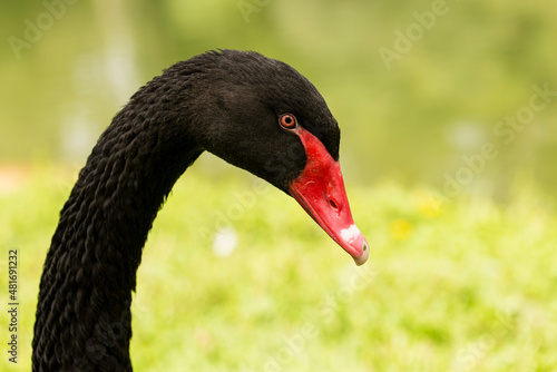 Cisne-negro ou cisne preto nome científico Cygnus atratus. Ave aquática australiana tem parentesco com gansos, patos e outros cines todos da família Anatidae.   photo