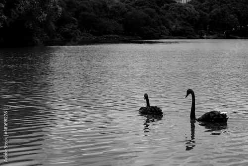 Cisne-negro ou cisne preto nome científico Cygnus atratus. Ave aquática australiana tem parentesco com gansos, patos e outros cines todos da família Anatidae.   photo