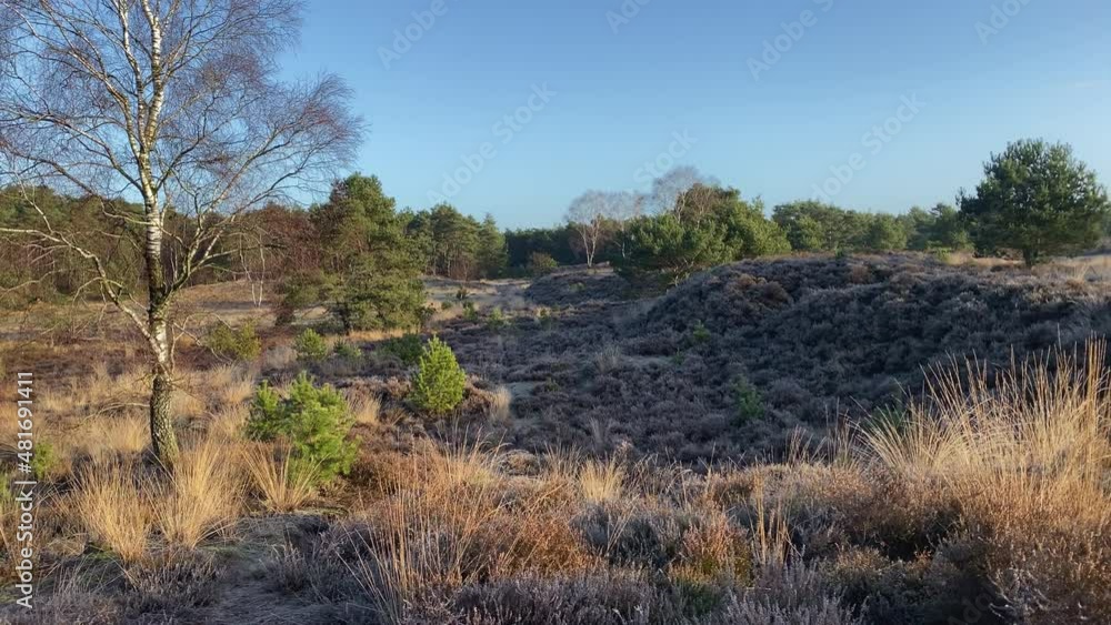 Morning sun shine on a beautiful landscape with heather and birch trees while there is hoarfrost on the heather in the shadow. Panorama right to left. Morning sun shine on a beautiful landscape with heather and birch trees while there is hoarfrost on the heather in the shadow. Panorama right to left.