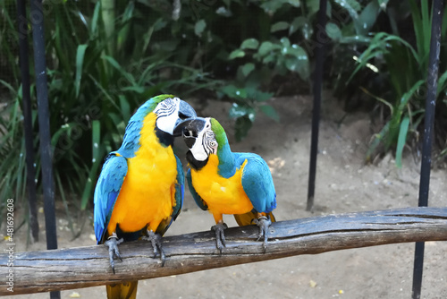 Parrots  Bird Park  Argentina