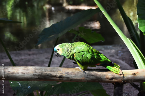 Parrots, Bird Park, Argentina