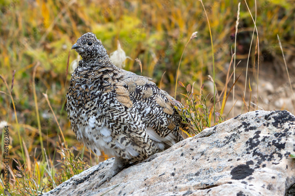 Rock ptarmigan (Lagopus muta), Canada Rock ptarmigan (Lagopus muta), Canada