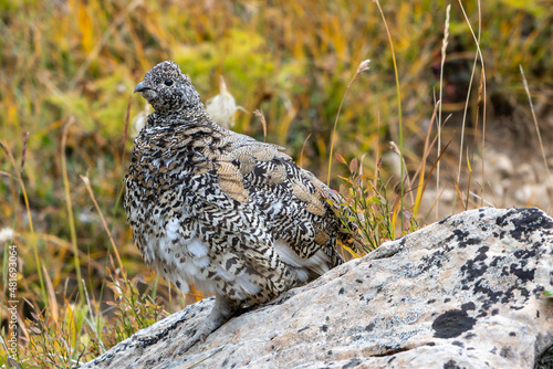 Rock ptarmigan (Lagopus muta), Canada