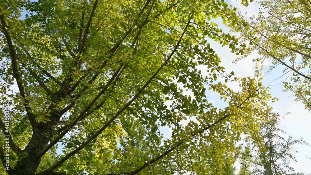 Yellow Ginkgo Biloba tree in autumn forest on sunny Yellow Ginkgo Biloba tree in autumn forest on sunny