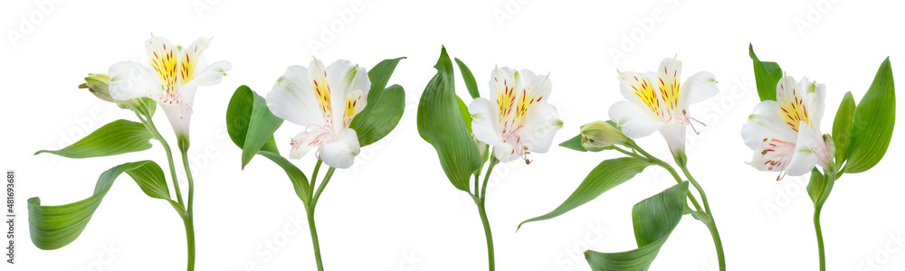 a row of flowers alstroemeria on a white background a row of flowers alstroemeria on a white background