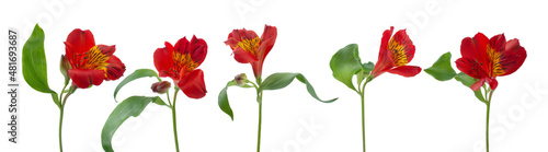 a row of flowers alstroemeria on a white background photo