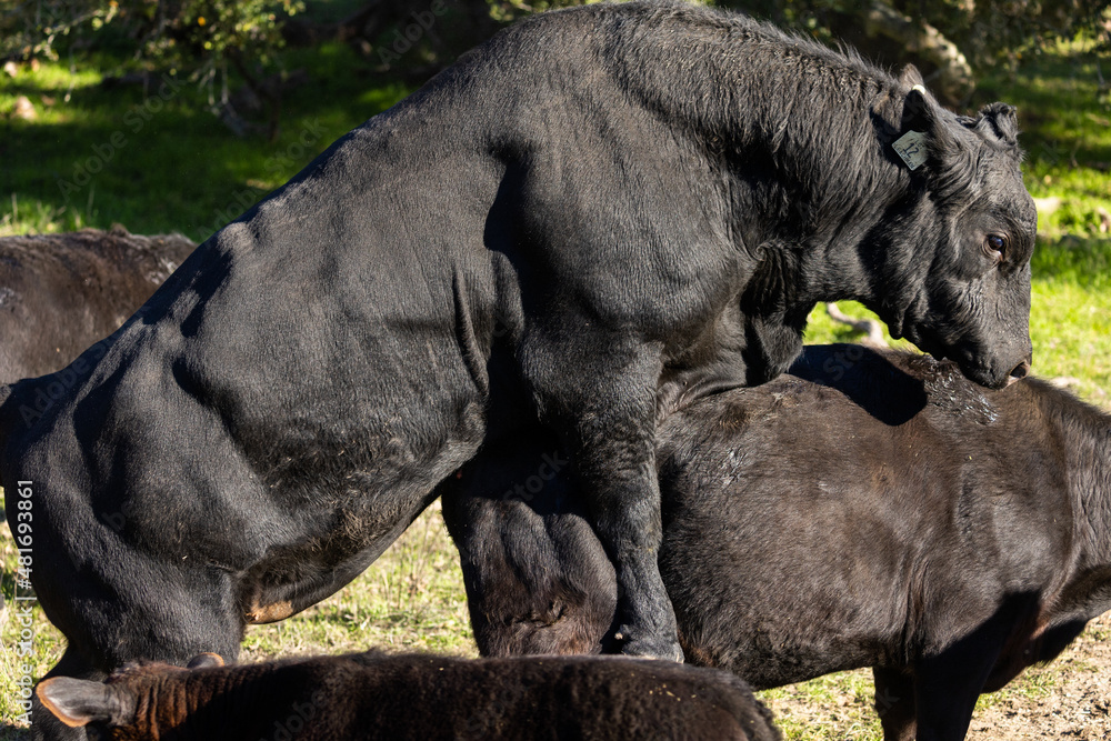Fototapeta premium Reproduction Documented of Cattle, Cows Reproducing