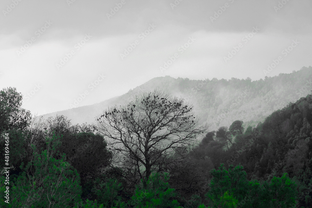 Tree and mountain in fog
