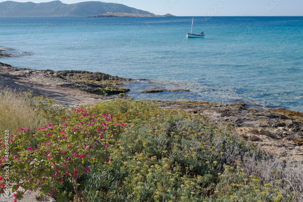 Crithmum maritimum – Sea Fennel wild plant growing near the sea. Taken in  Koufonisia island, beautiful coastline - Lesser Cyclades, South Aegean, Greece
