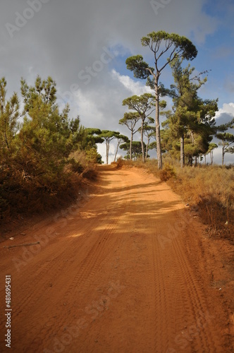 road in the forest