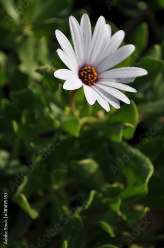 daisy flower with ladybug