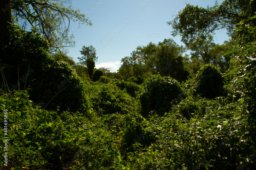 View of an enchanting green forest foliage and leafage with a beautiful sunlight in Pre Delta National Park View of an enchanting green forest foliage and leafage with a beautiful sunlight in Pre Delta National Park