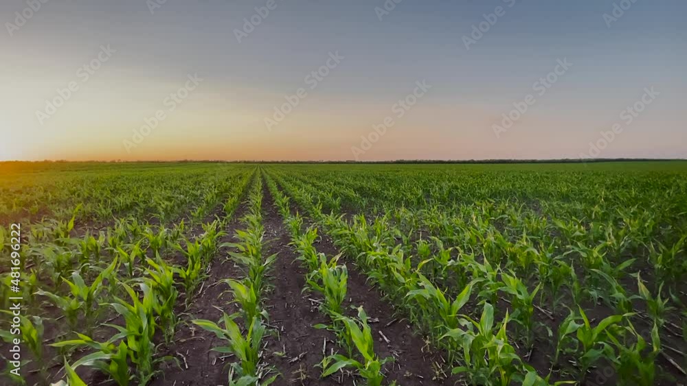 agriculture farm. corn field a sunset farm agricultural field. farm maize agriculture business concept. young green corn field at sunset beautiful landscape view. netherlands grain farm maize sun crop agriculture farm. corn field a sunset farm agricultural field. farm maize agriculture business concept. young green corn field at sunset beautiful landscape view. netherlands grain farm maize sun crop
