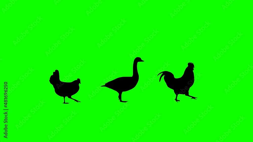 Walking rooster, goose and hen, animation on the green background Walking rooster, goose and hen, animation on the green background