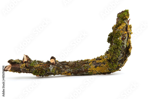 Moss and lichen on a tree branch isolated on white background. photo