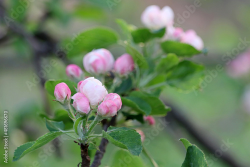 Apple blossom, spring branch with pink buds and flowers. Apple tree in orchard on blurred background, soft colors