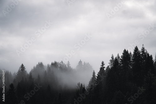 Dark misty treetops on winter day 