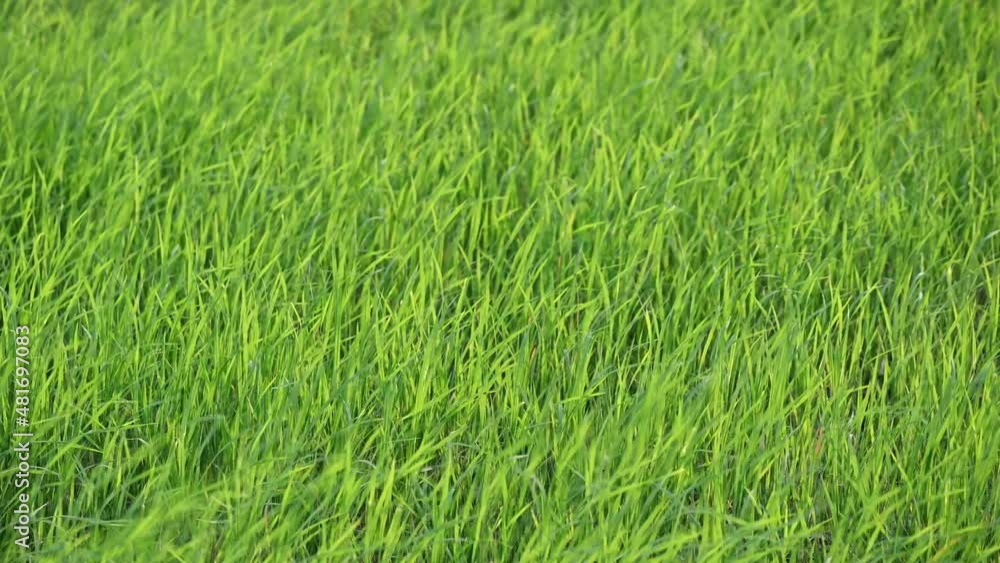Rice field blowing in plantation at countryside Rice field blowing in plantation at countryside