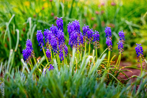 Fototapeta Naklejka Na Ścianę i Meble -  Blue muscari flowers in the spring garden