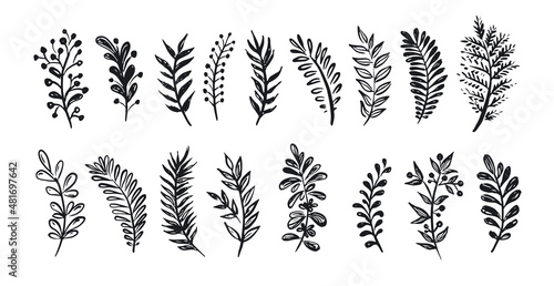 Branches collection hand drawn, vector. 