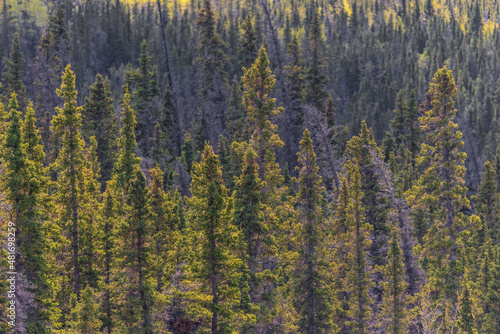 Wilderness of the vast boreal forest in northern Canada seen in the summer time with many spruce and pine trees 