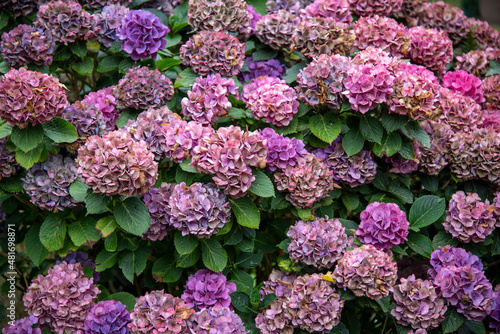 Hortensien im Herbst,Hydrangea