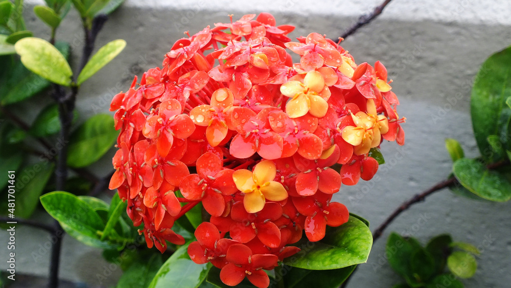 Exotic Flowers Exotic Flowers