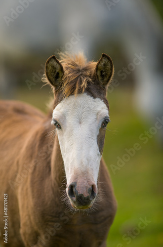 cute foal or baby horse filly or colt with wide white blaze on face eyes looking at camera backlit forelock sticking up vertical format room at top for type or masthead magazine cover format cute baby