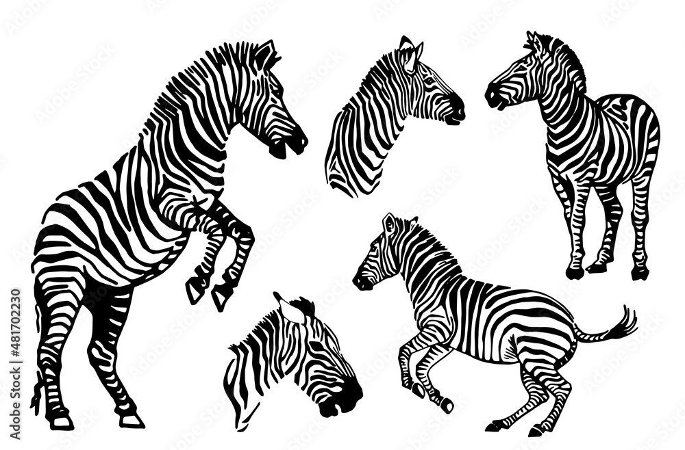 Fototapeta premium Vector big collection of zebras on white background, zebra jumping,running standing and portrait