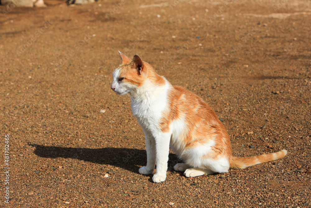 Stray cat at sunset in Punta Tombo, Argentina, with its shadow on the floor. Stray cat at sunset in Punta Tombo, Argentina, with its shadow on the floor.