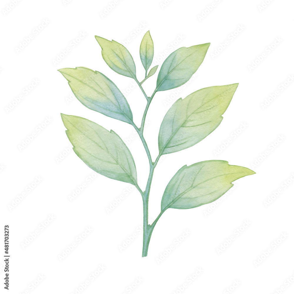 Green branch with leaves isolate on white background. Watercolor leaves on a branch. Watercolor illustration for design, cards, print