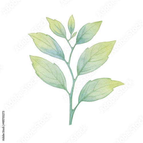 Green branch with leaves isolate on white background. Watercolor leaves on a branch. Watercolor illustration for design, cards, print