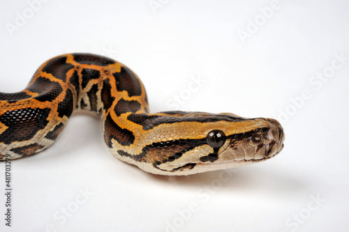 Heller Tigerpython // Indian rock python (Python molurus) 