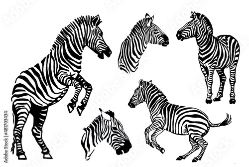 Vector big collection of zebras on white background  zebra jumping running standing and portrait
