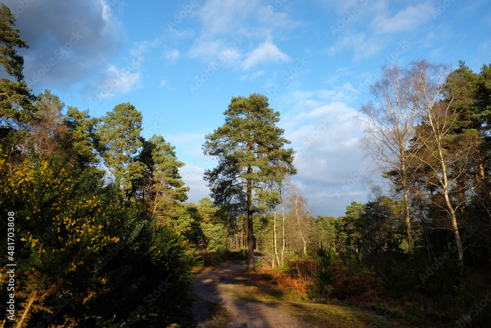 Fototapeta premium Sunny Blackheath common, Guildford, Surrey, UK
